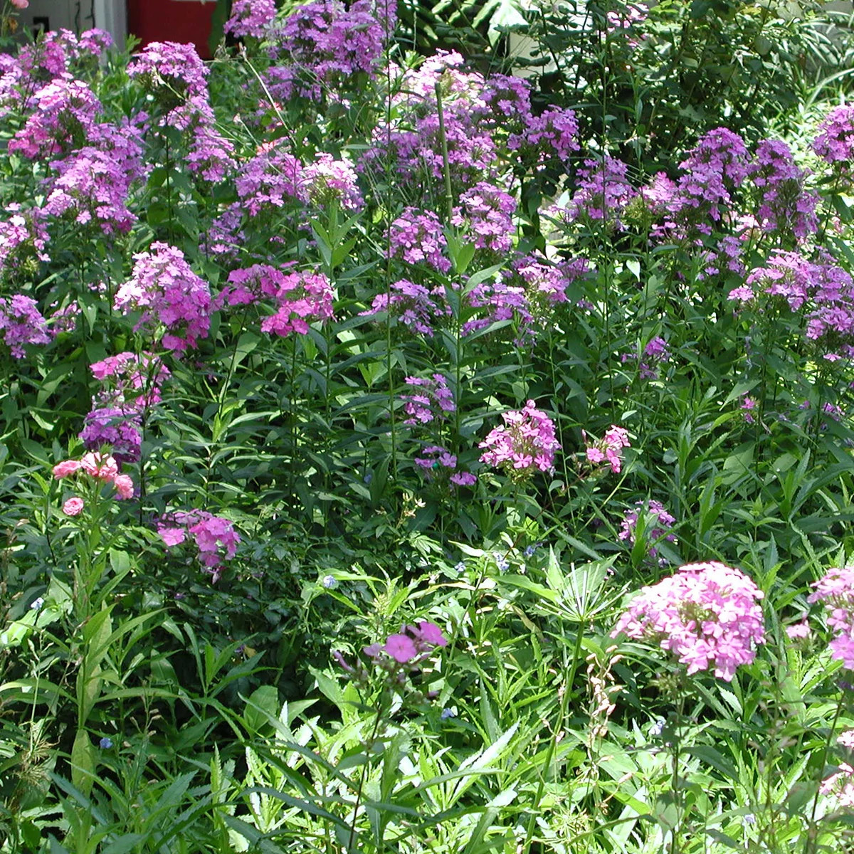 Plhox Garden