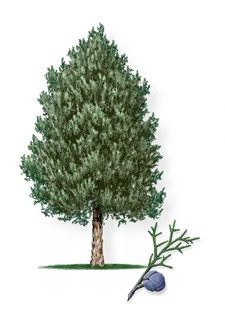 Blue_Ice_Arizona_Cypress-315px