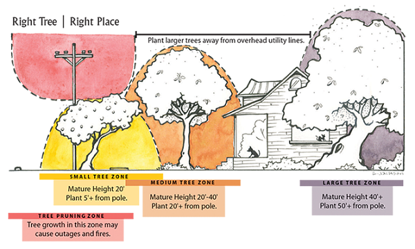 Illustration demonstrating the right tree, right place guidelines.
