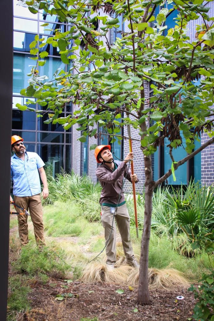 lopperpruning