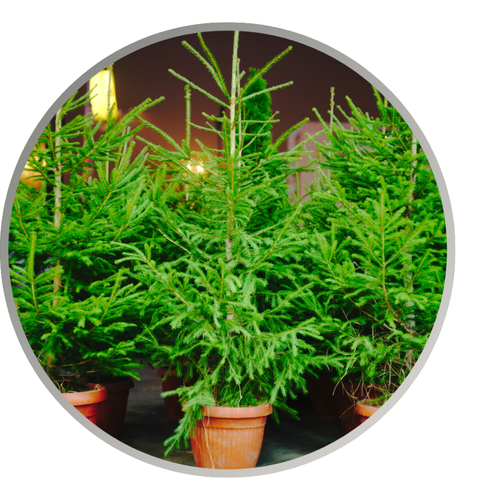 Green-Holiday (4).png