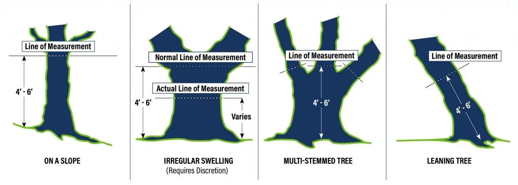 tree measure diagram-2-80.jpg