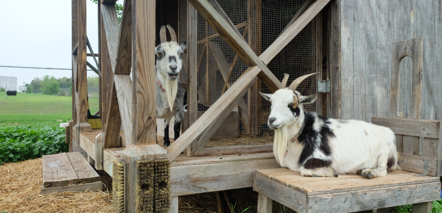 Two goats lounge on their shelter at Gorzycki Middle School.