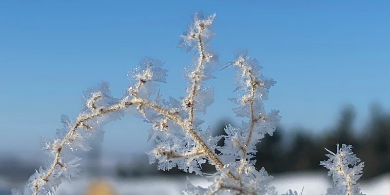 photo of tree branch with ice collecting on it