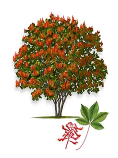 Scarlet_Buckeye__full_-315px