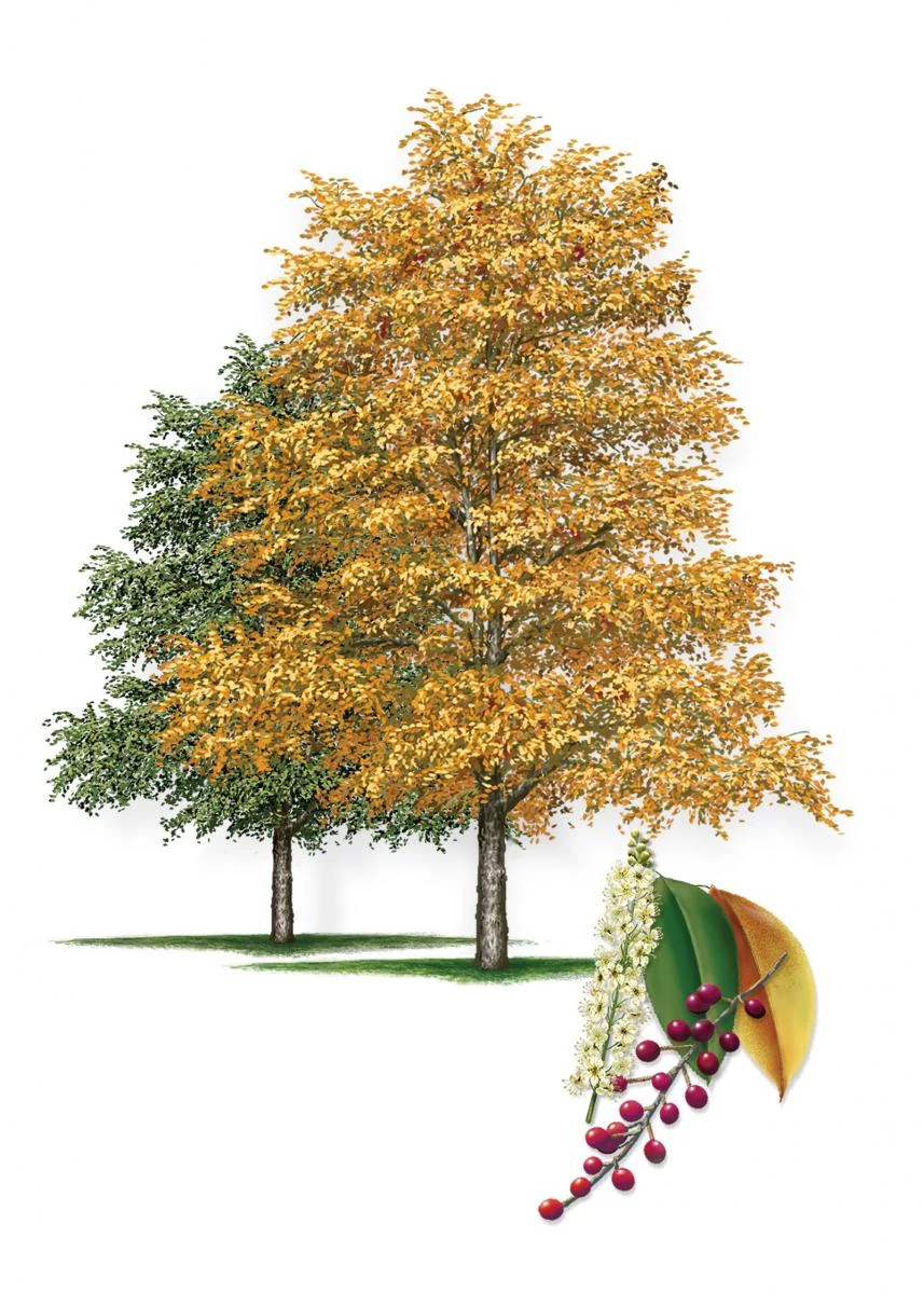 Escarpment_Black_Cherry