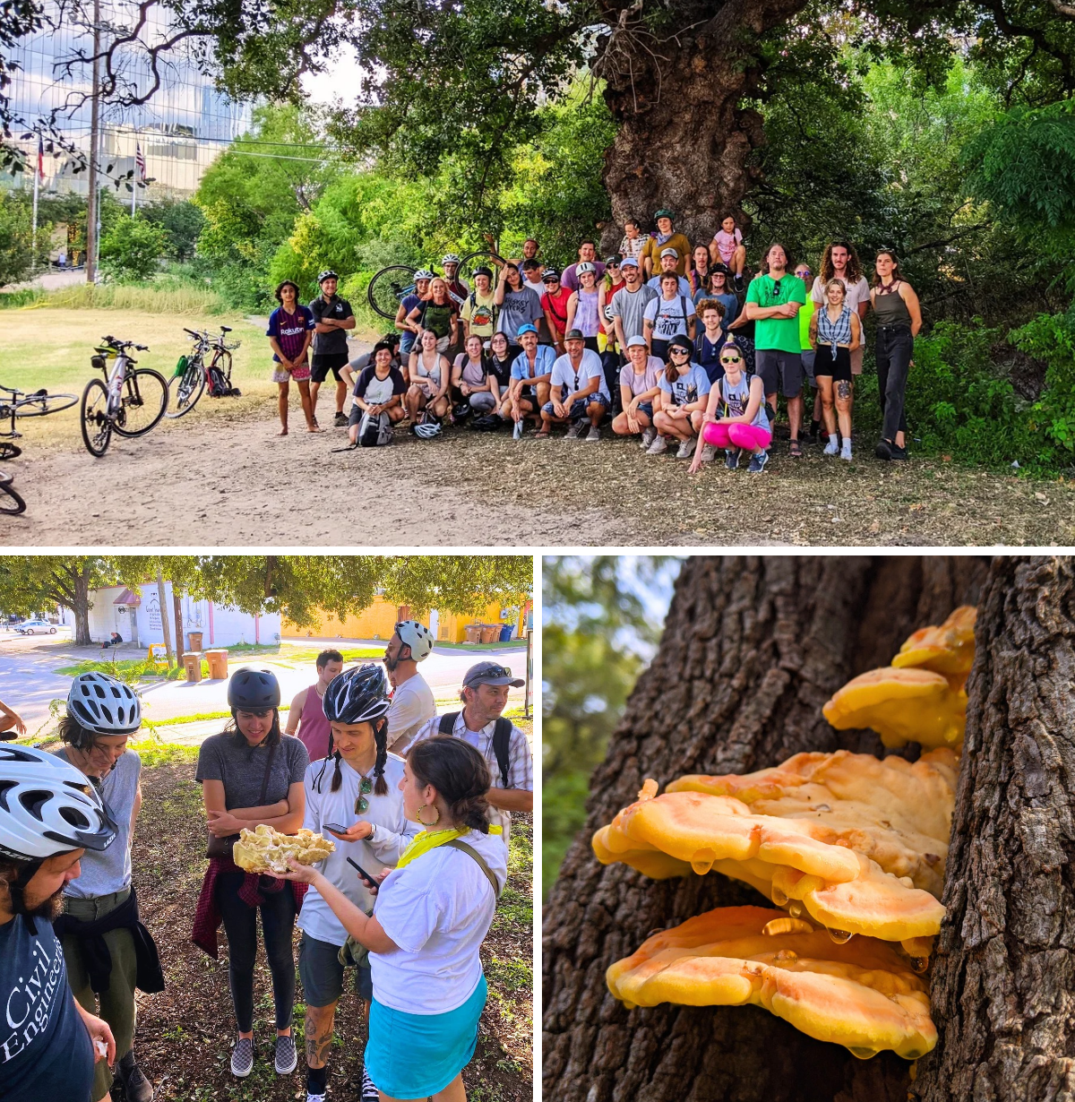 Top, a group photo of riders at a Myco Cyco ride. Bottom left, Angel holds up a foraged Chicken of the Woods mushroom for cyclists. Bottom right, a Chicken of the Woods mushroom seen growing in a live oak tree. 