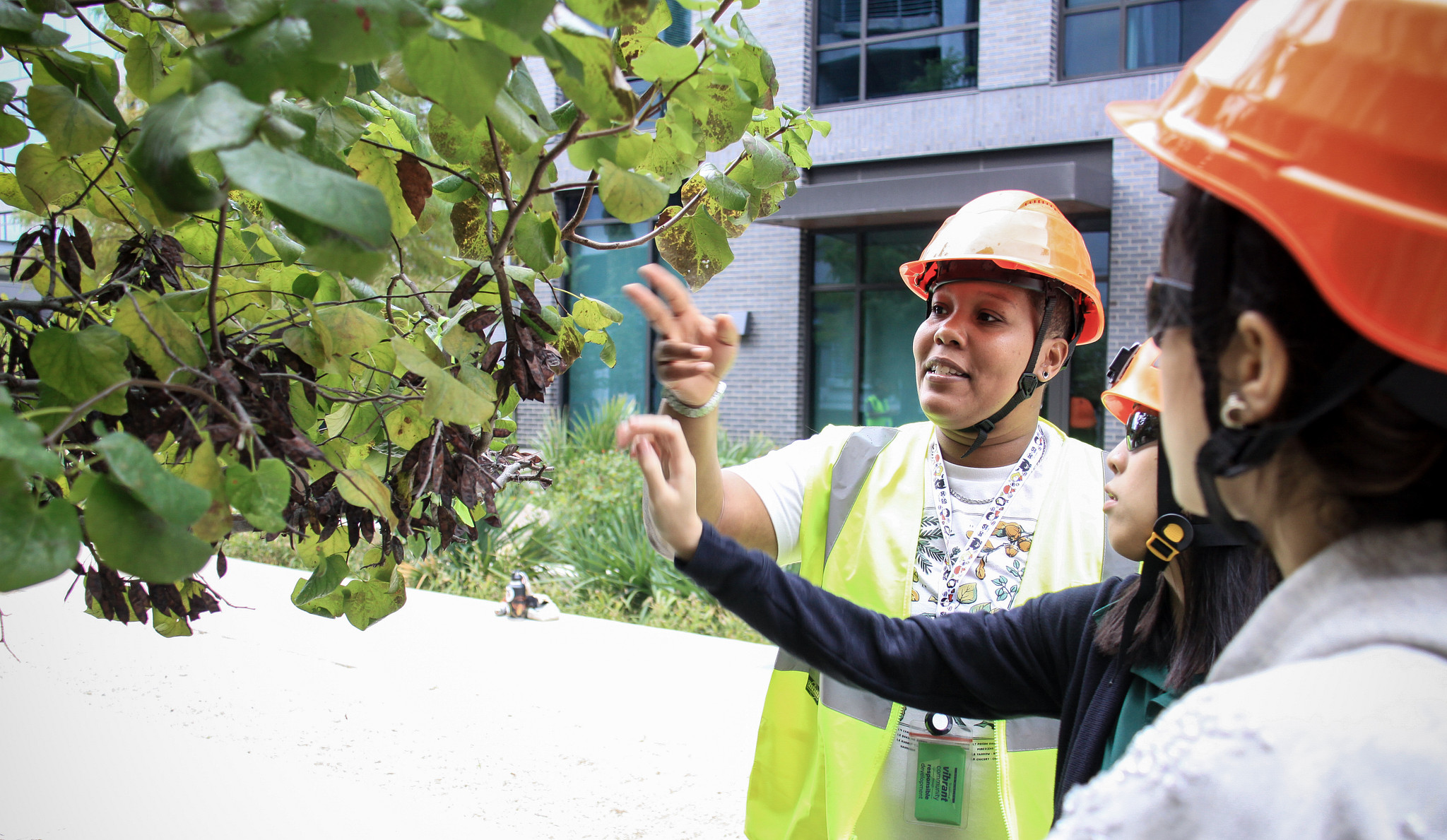 Three people assessing a tree for pruning.