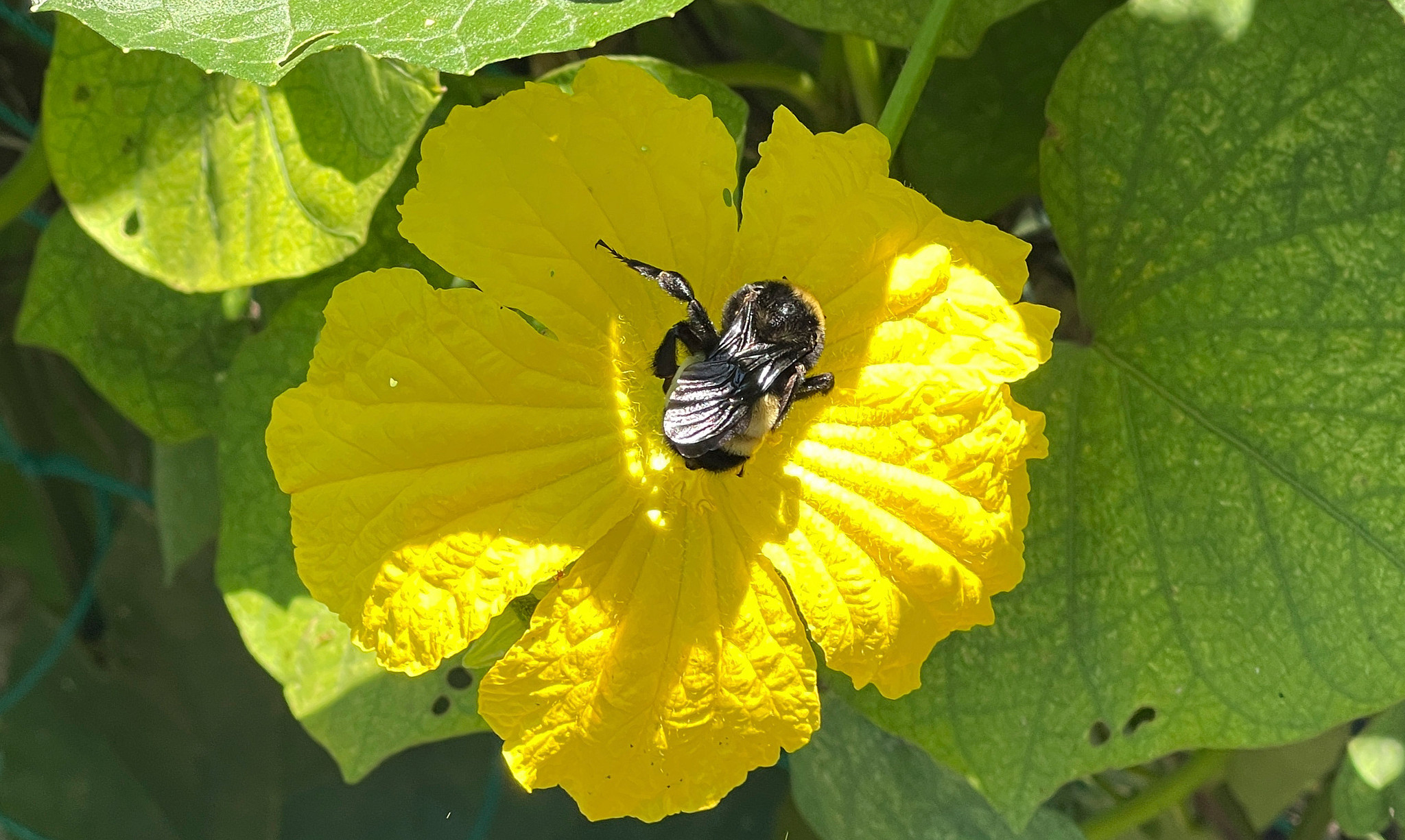 An American bumble bee collects pollen on a loofah flower