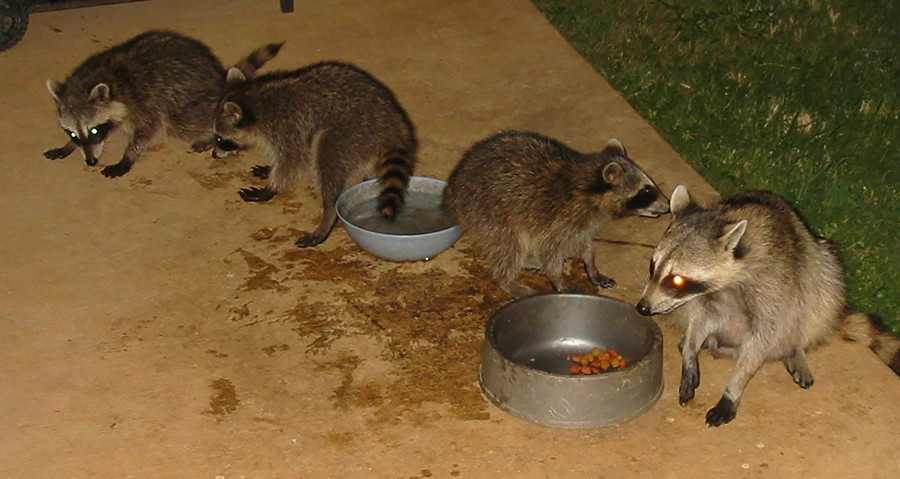 Coons feeding at Alfords 3x1_5.jpg