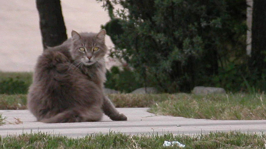 Feral cat outside2 davis small.jpg