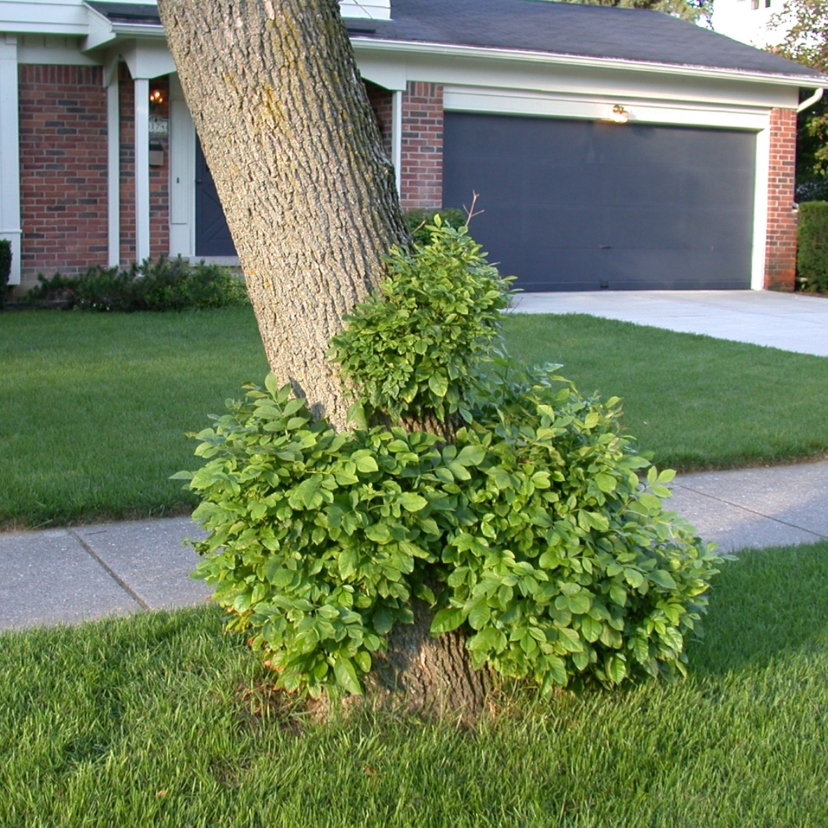 The trunk of an oak tree with lots of small branches and leaves growing out of the base.