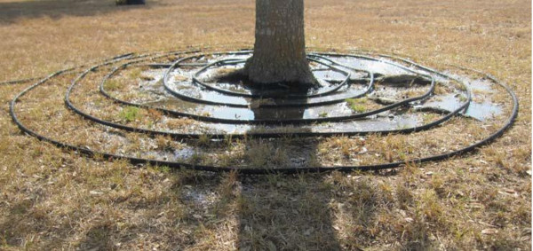 Soaker hose over tree roots.