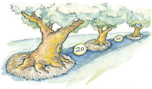 Illustration demonstrating the 20 feet trees should be planted from each other. 