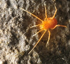 JeanK_Texella_reddelli_PilferCave2010web