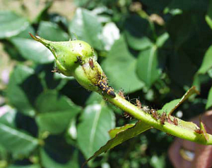 Image of lady bug larvae eating aphids.