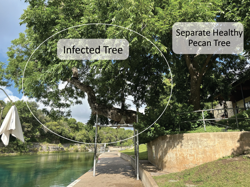 Barton Springs Infected Tree_2.png