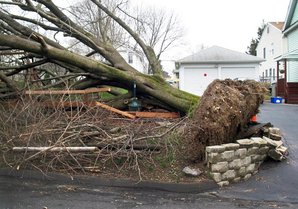 Climate Action and Resilience - Web_Fallen-Tree-1