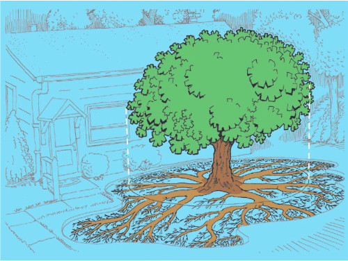 Illustration of tree roots.