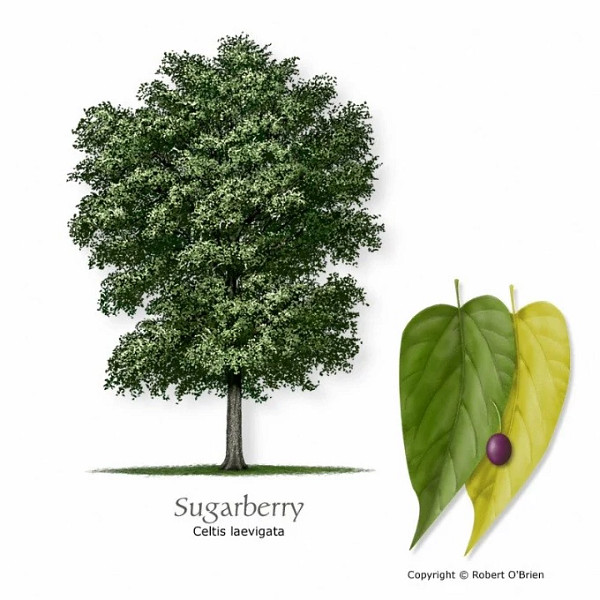 Illustration of Hackberry, aka Sugarberry by Robert O'brien.
