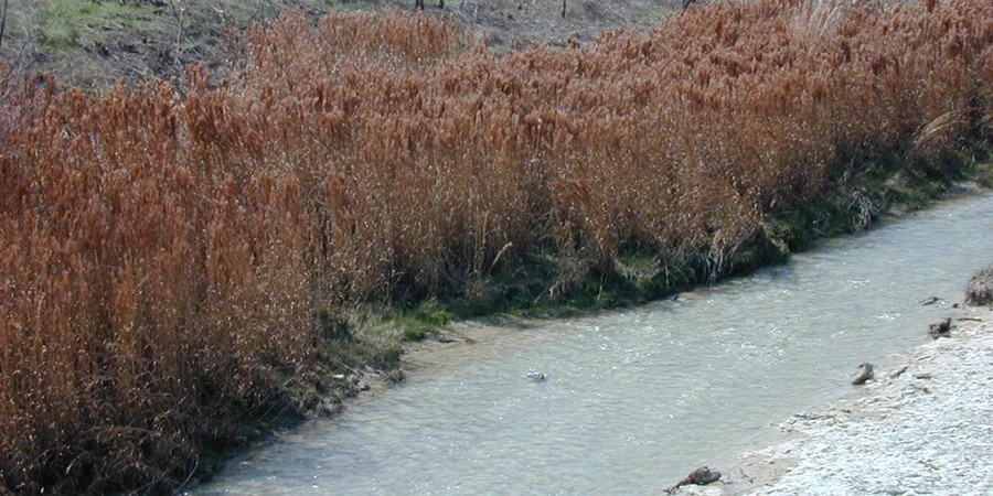 bushy bluestem along creek davis 3x1_5.jpg