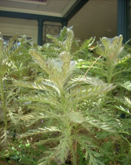Image of a plant infested with spider mites.