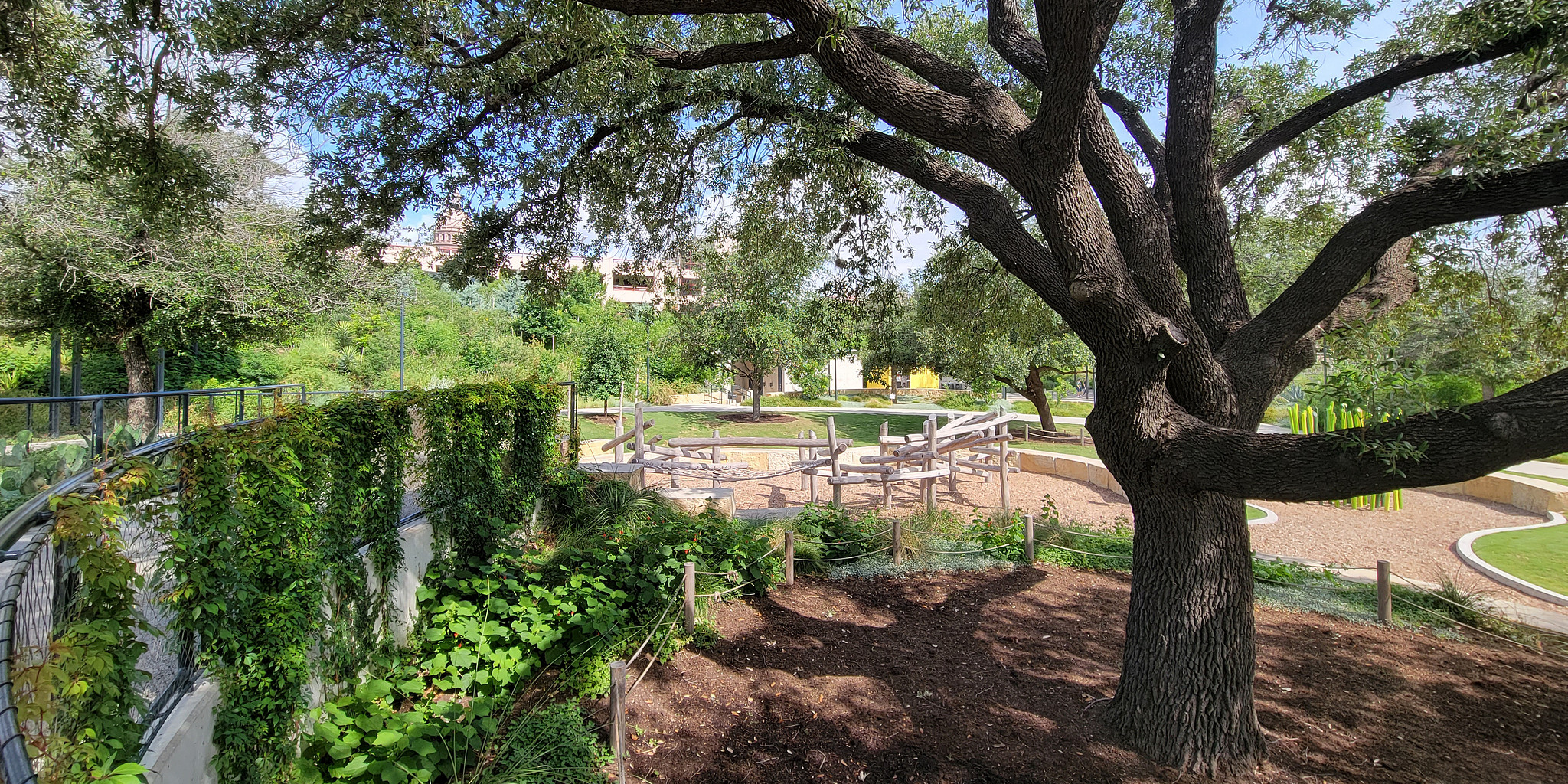 Beautiful tree next to a cement wall with ivy vines growing up it.
