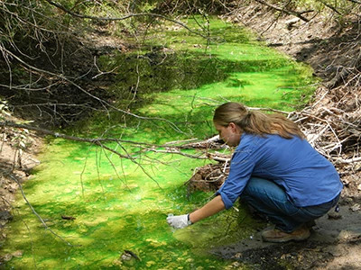 Woman collects water sample over bright green creek as part of a dye study.