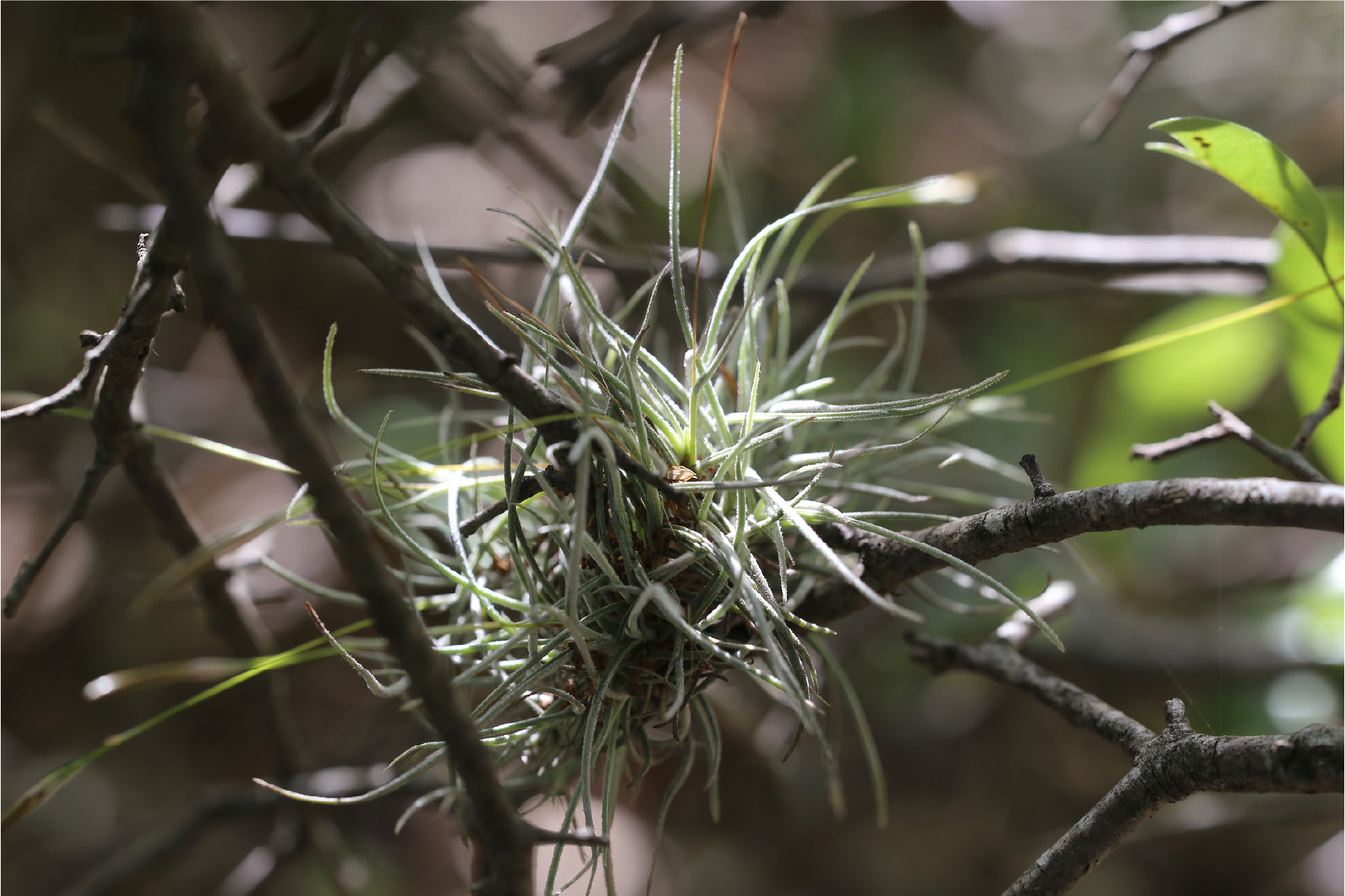 Image of ball moss