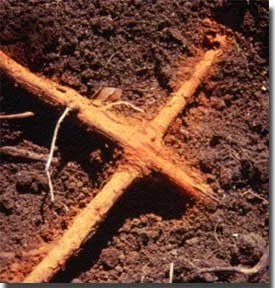 oak_wilt_root_graft_Tx_Forest_Service