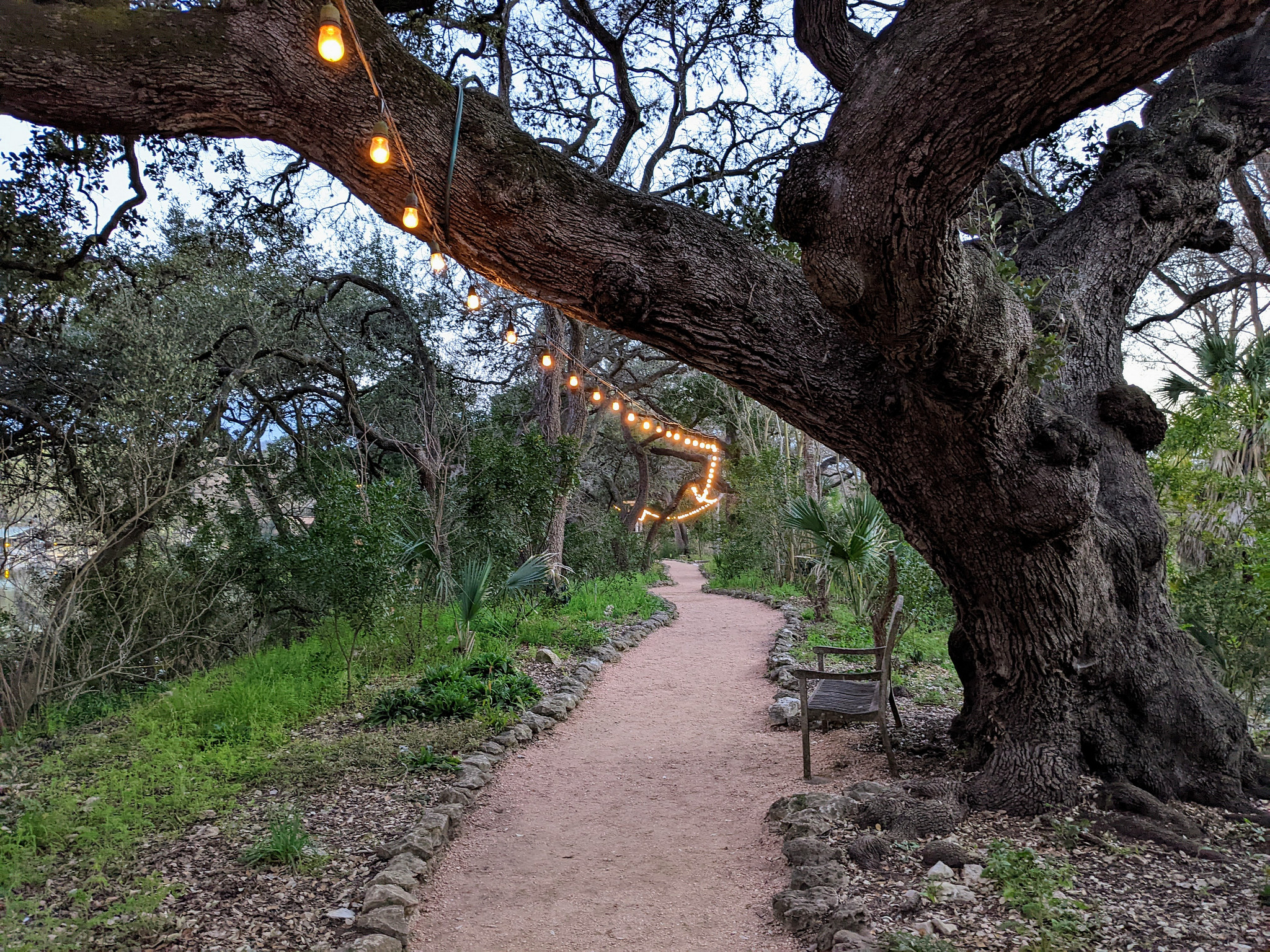 Large Tree with string lights.