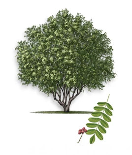 Mexican_Pistachio-315px