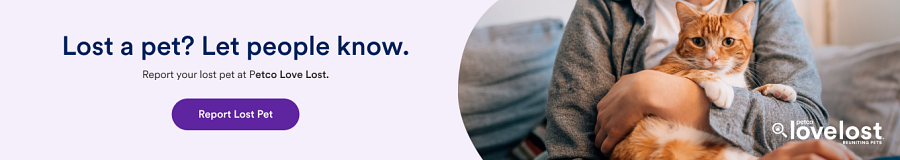 Petco Love Lost Link with photo of an orange cat sitting on a person's lap. 