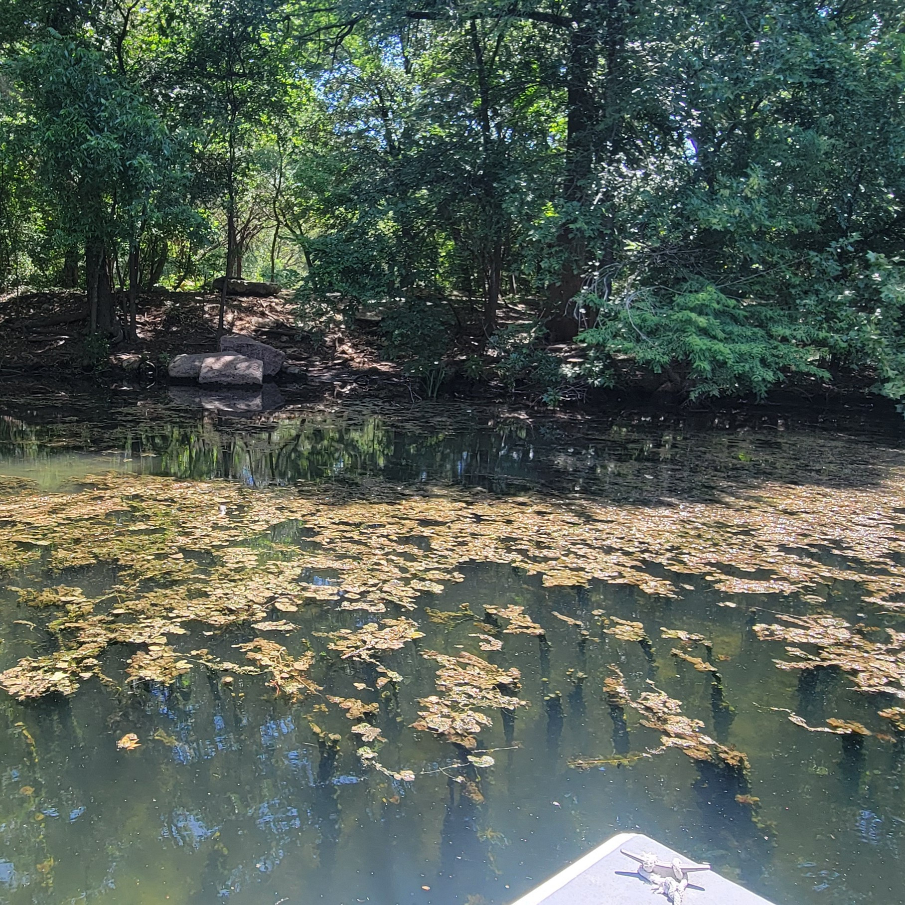 Algae on the south side of Red Bud Isle.