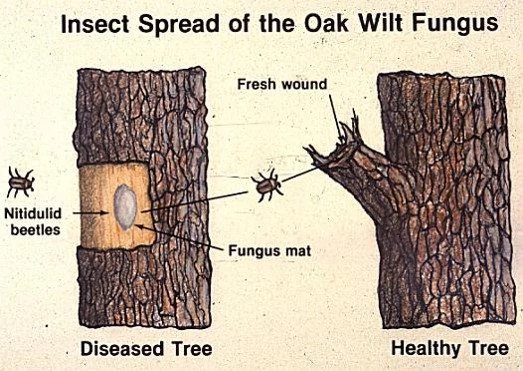 Illustration of a beetle moving from an infected tree to a tree with an open wound.