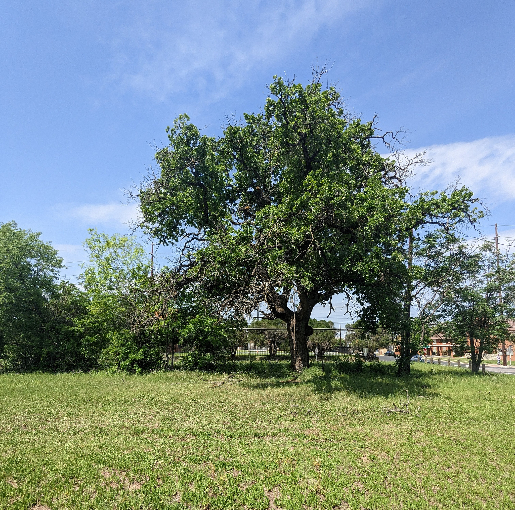 College Row Pocket Park was it was in 2023, a passive park with few amenities, a grassy field, and some shade trees.