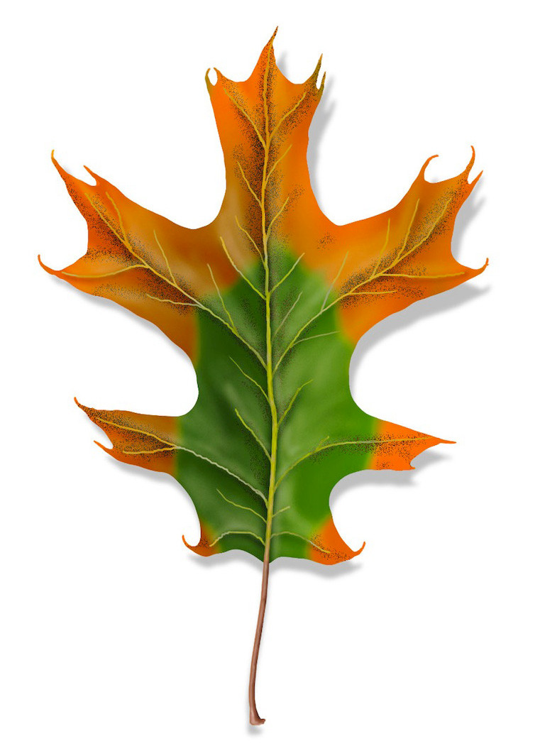 Illustration of a red oak leaf showing signs of oak wilt infection. 