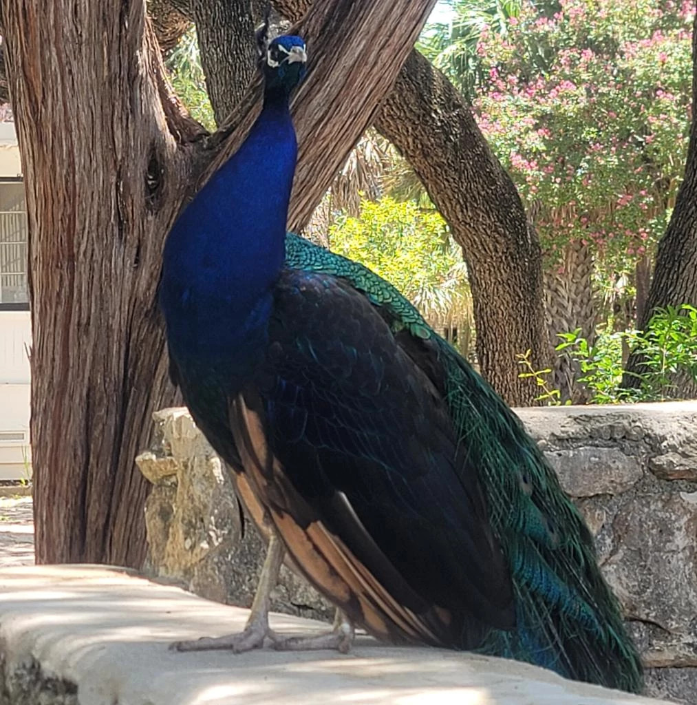 Mayfield Park's Peacock