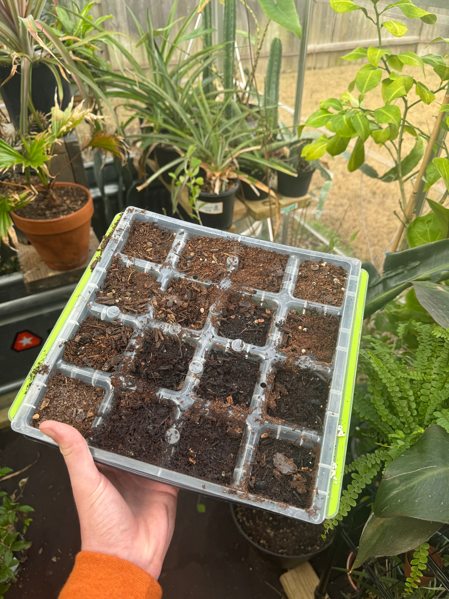 Texas Ebony Seed Propagation 