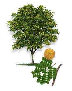 Goldenball_Leadtree-315px