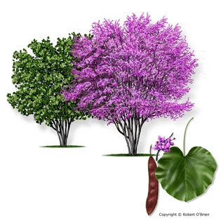 mexican-redbud-315px