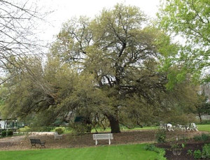 Climate Action and Resilience - Web_Live-Oak-with-bark-mulch-underneath-spring-budbreak-2-300x229