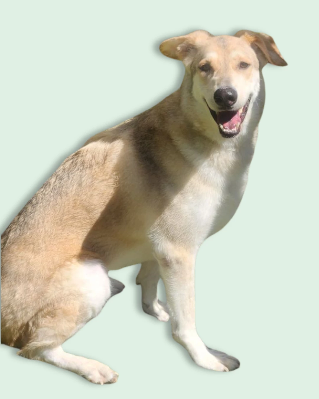 carmelo