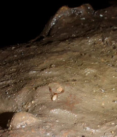 Tartarocreagris_infernalisweb