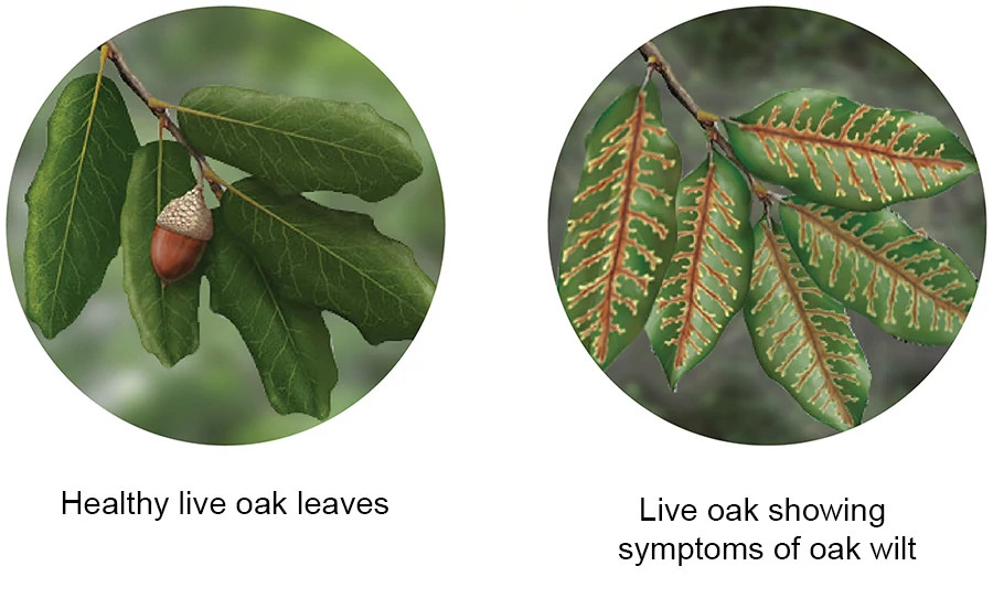oak-wilt-comparison.jpg