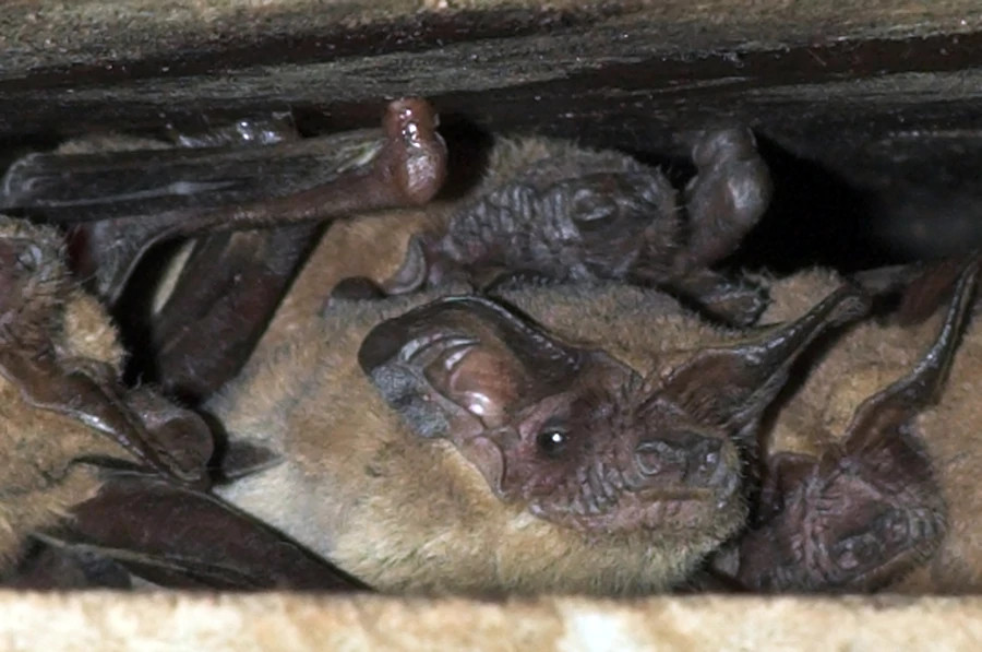Bats in a crevice small.jpg
