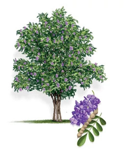 Texas_Mountain_Laurel-315px