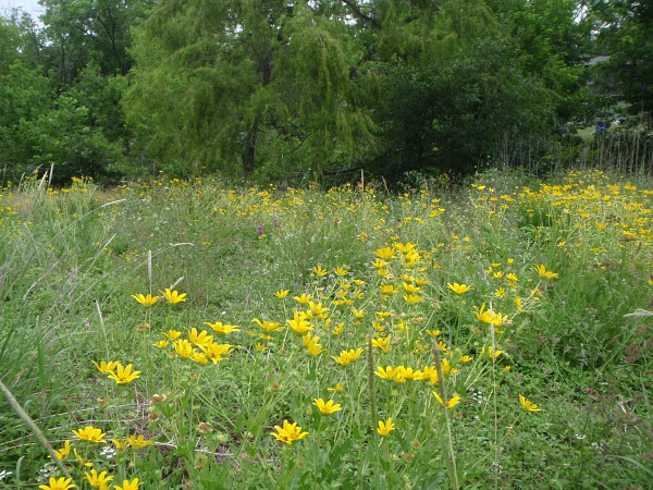 yellow_flowers_in_field