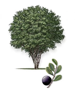 Texas_Persimmon-315px