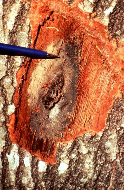 Image of an oak wilt fungal mat exposed. 